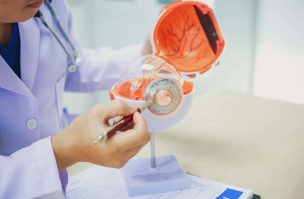 an eye care professional using an eye model to illustrate the consequences of unilateral glaucoma